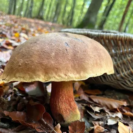La Fleur De Seine * Villequier