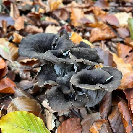 Tatil Evi La Fleur De Seine *